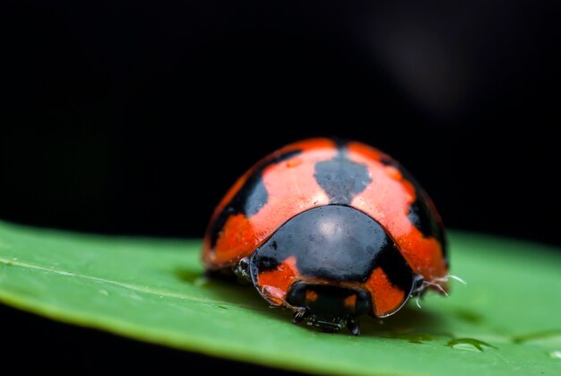 Coccinella su una macro foglia verde