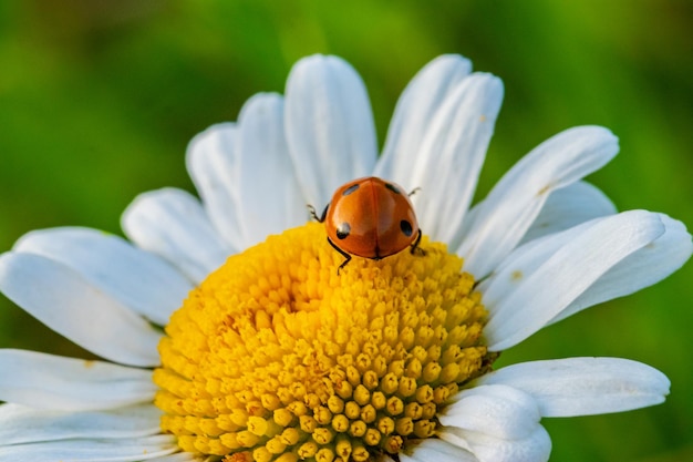 coccinella su una margherita bianca al tramonto con sfondo verde