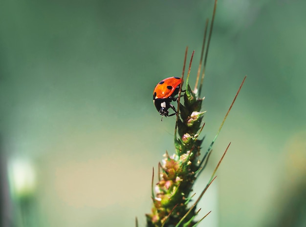 Coccinella su una pianta Concetto di estate