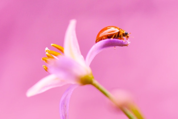 coccinella sui fiori nel giardino tropicale