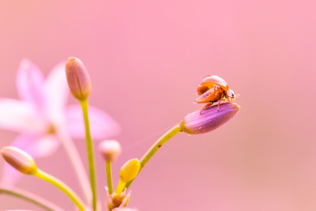 coccinella sui fiori nel giardino tropicale