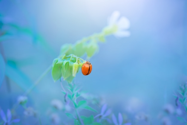 coccinella sui fiori nel giardino tropicale