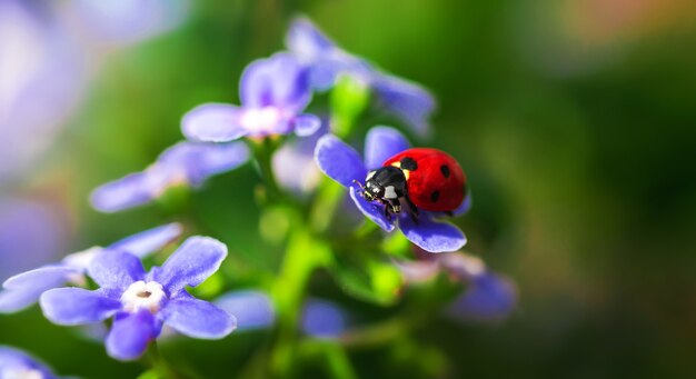 Coccinella sui fiori, sul cortile estivo e sulla foto del concetto di banner primaverile