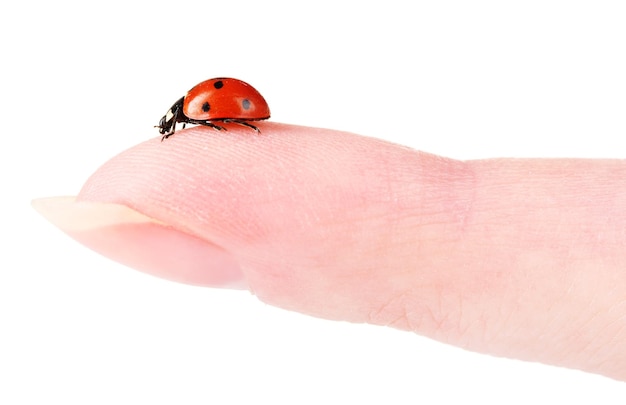 Coccinella sul dito isolato su bianco