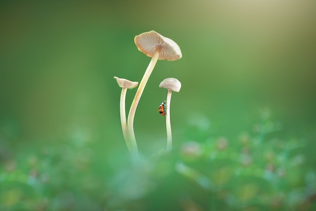 coccinella sul fungo