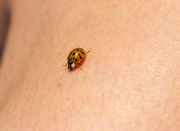 Coccinella sulla mano