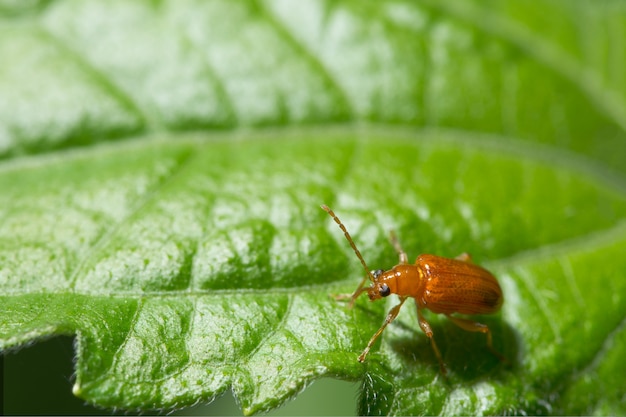 Coccinella