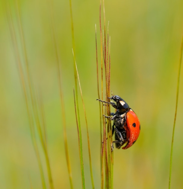 Coccinella