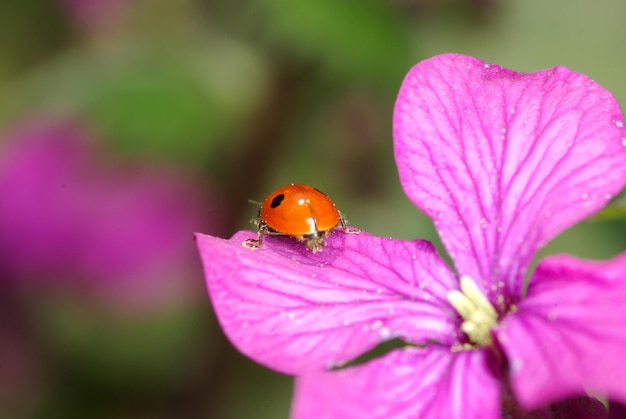 Coccinella