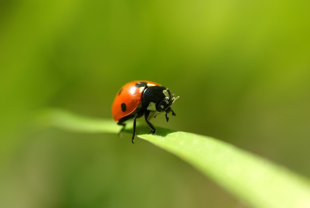 Coccinella