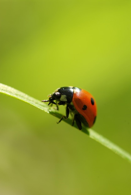 Coccinella