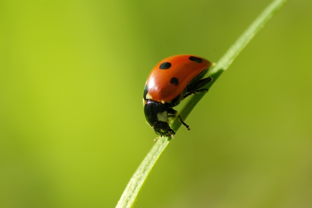 Coccinella