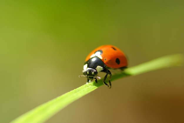 Coccinella