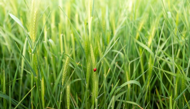 Coccinella