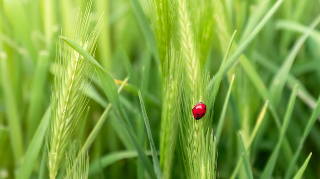 Coccinella