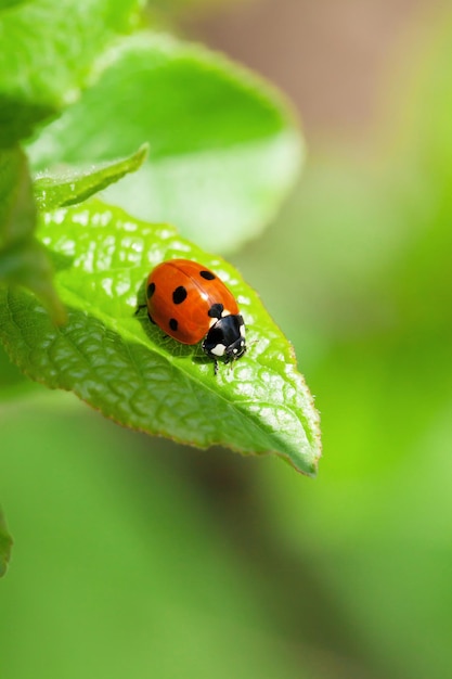 Coccinella