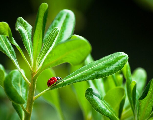 coccinella