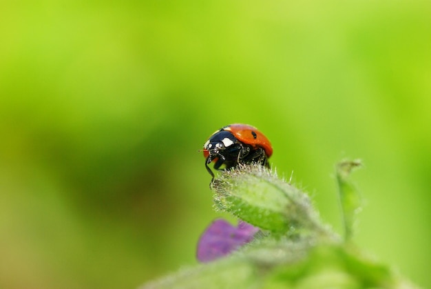 Coccinella