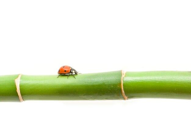 Coccinella