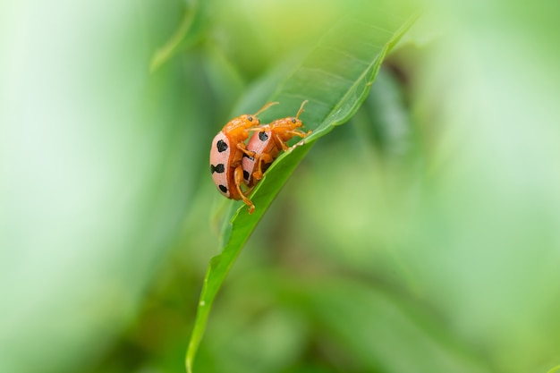 Coccinelle che crescono in licenza