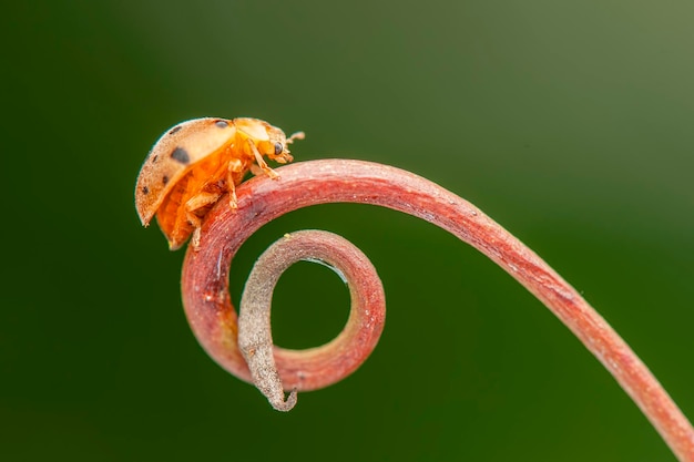 coccinelle sulla foglia nel giardino tropicale