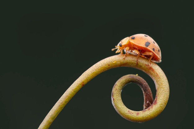 Coccinelle sulla foglia nel giardino tropicale