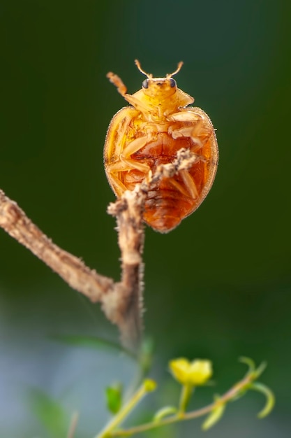 Coccinelle sulla foglia nel giardino tropicale