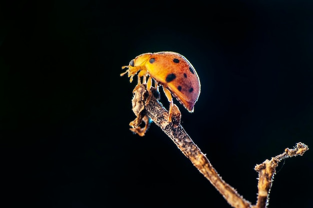 coccinelle sulla foglia nel giardino tropicale