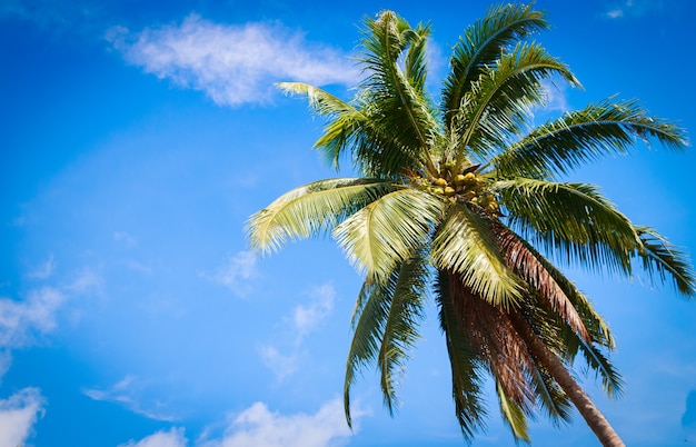 Cocco con sfondo cielo vicino alla spiaggia