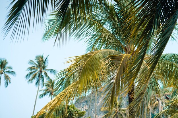 Cocco e palme in riva al mare sull'isola