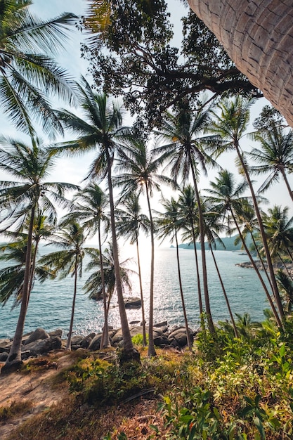 Cocco e palme in riva al mare sull'isola