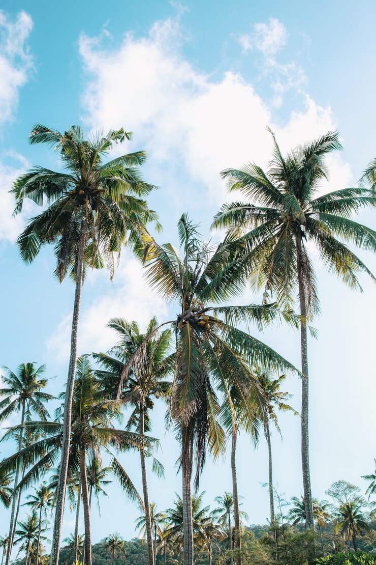 Cocco in estate della Thailandia.