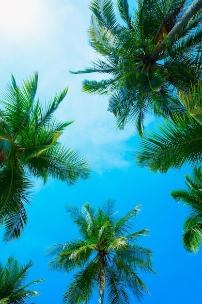 Cocco sullo sfondo del cielo