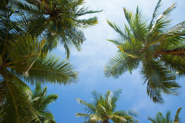 Cocco sullo sfondo del cielo