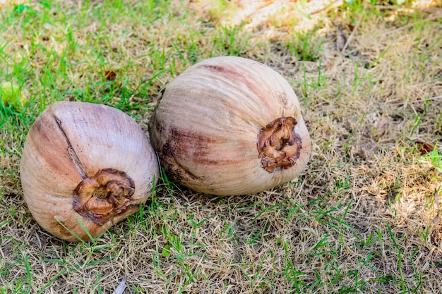 cocco vecchio marrone