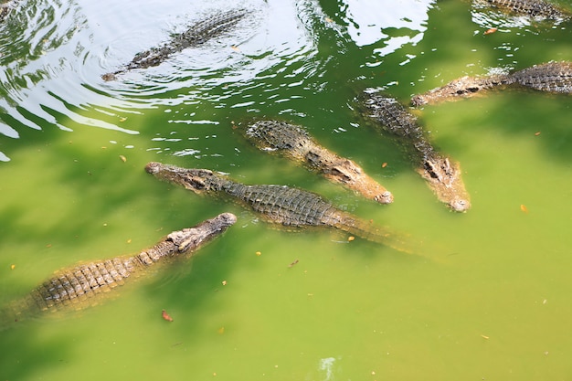 Coccodrilli in una fattoria, Thailandia.