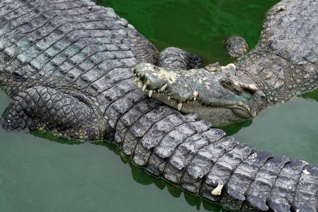 Coccodrilli nel lago