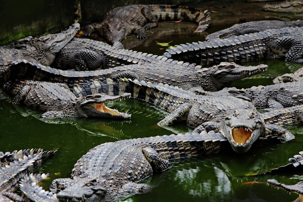 Coccodrilli nell&#39;acqua