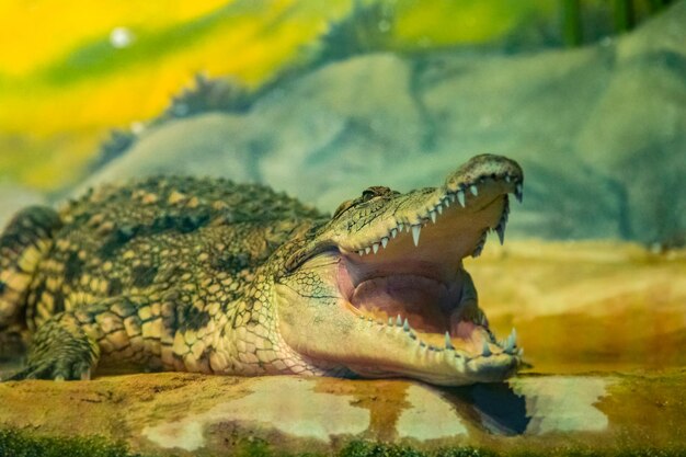 Coccodrillo a bocca aperta con denti grandi