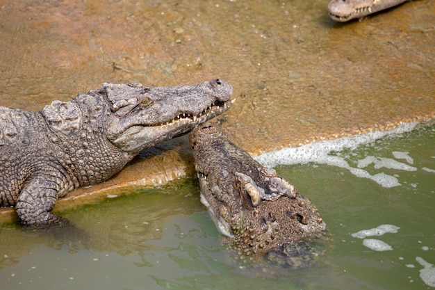 Coccodrillo asiatico nel fiume