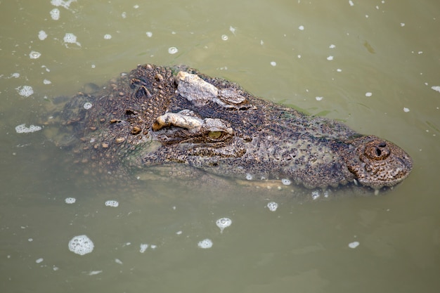 Coccodrillo asiatico nel fiume