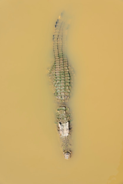 Coccodrillo che galleggia nella vista dell&#39;acqua dall&#39;alto