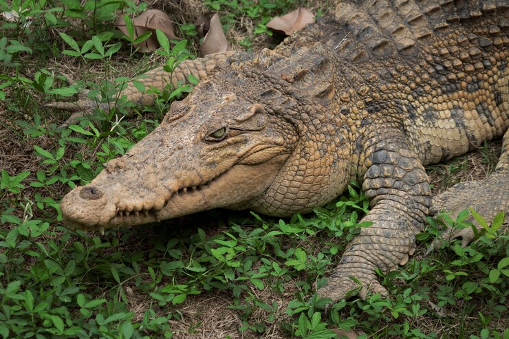 Foto coccodrillo che riposa sull'erba nella giungla
