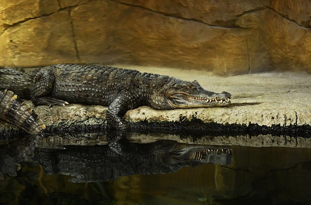 Coccodrillo che riposa sulla riva di un fiume roccioso con le spalle al sole