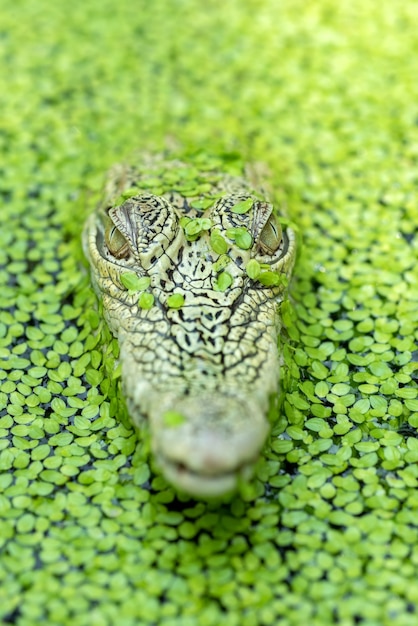 Coccodrillo di acqua salata in uno stagno pieno di alghe