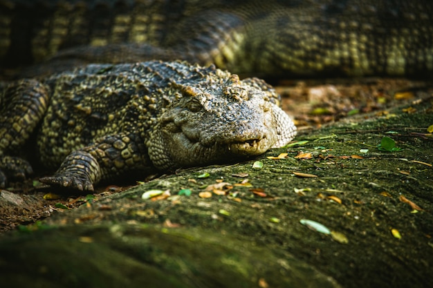 Coccodrillo di animali pericolosi messa a fuoco selettiva