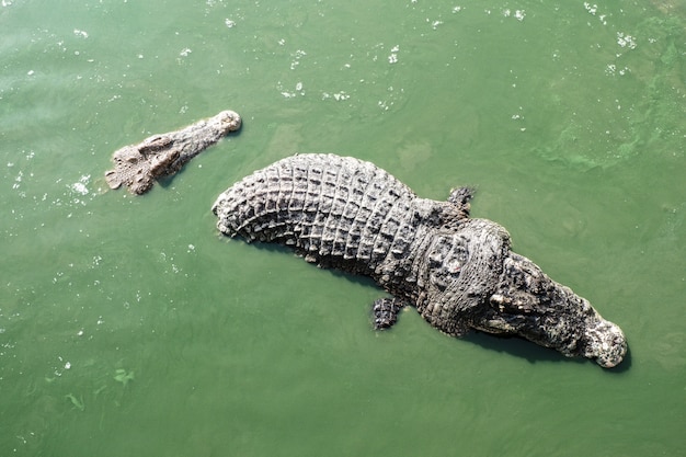 coccodrillo gigante in acqua verde molto spaventoso e pericoloso
