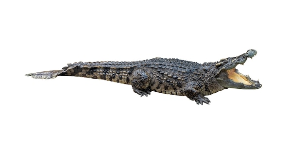 Coccodrillo isolato