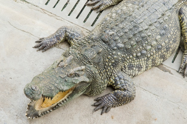 Coccodrillo nello zoo aperto, Thailandia