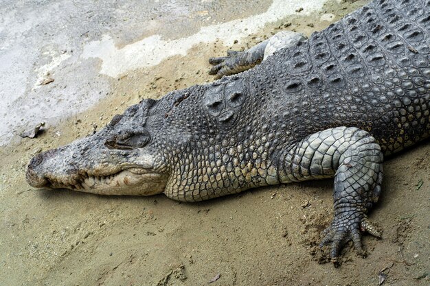 Coccodrillo pericoloso sul lago